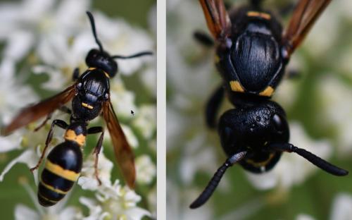 Discoelius dufourii